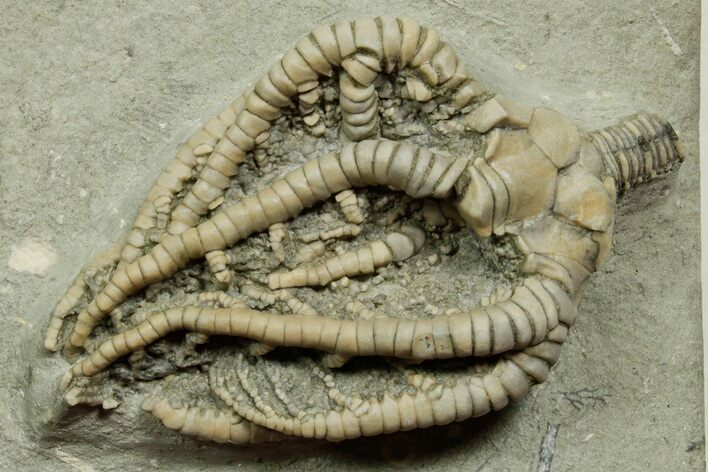 Fossil Crinoid (Barycrinus) - Crawfordsville, Indiana #371583
